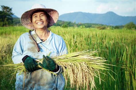  Harvesting Happiness: A Vietnamese Farmer's Guide to Economic Prosperity! Unveiling the Secrets of Sustainable Living Through Agricultural Wisdom